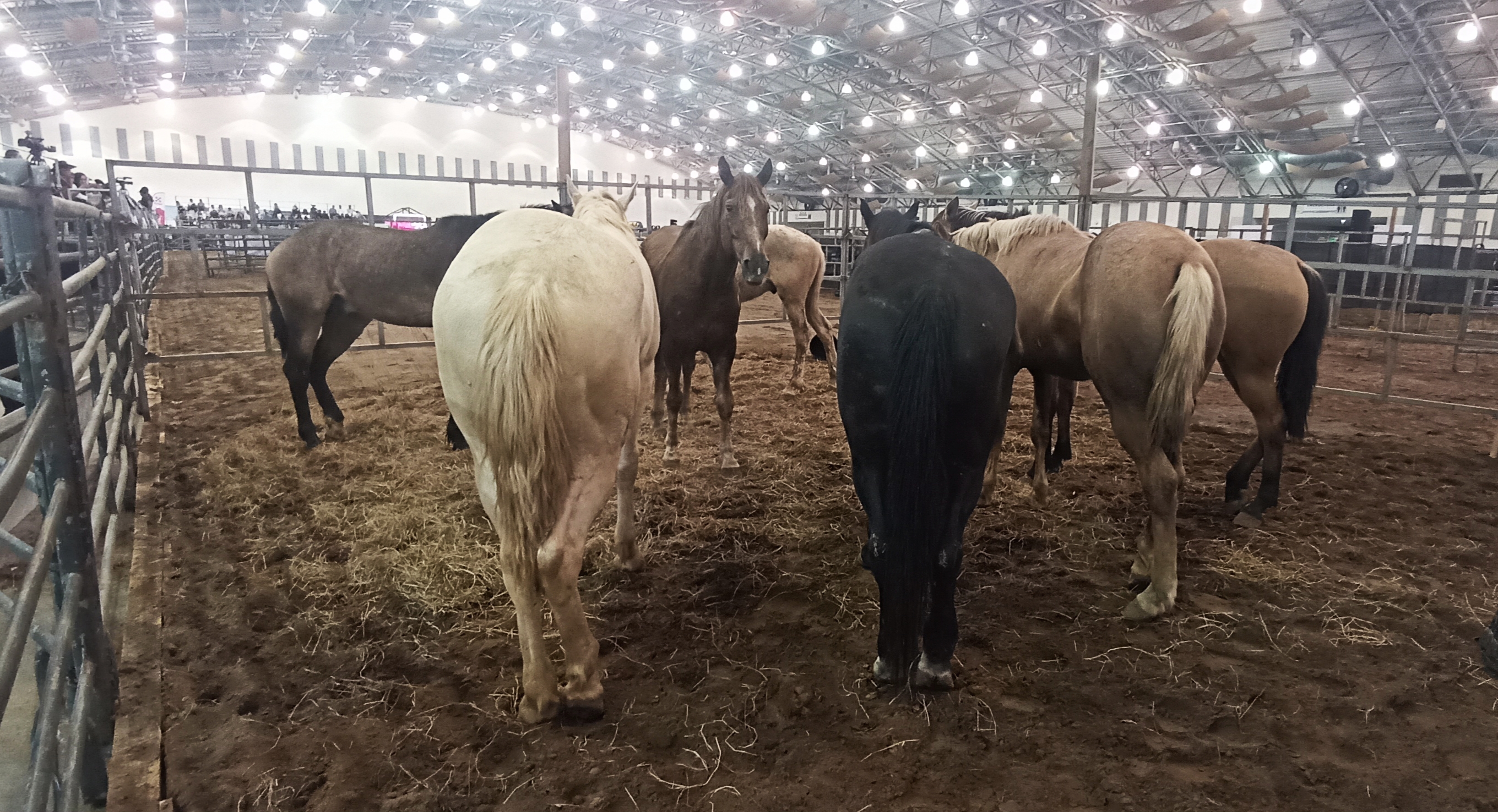 Celebran el 507 aniversario del regreso del caballo a estas tierras con un congreso nacional