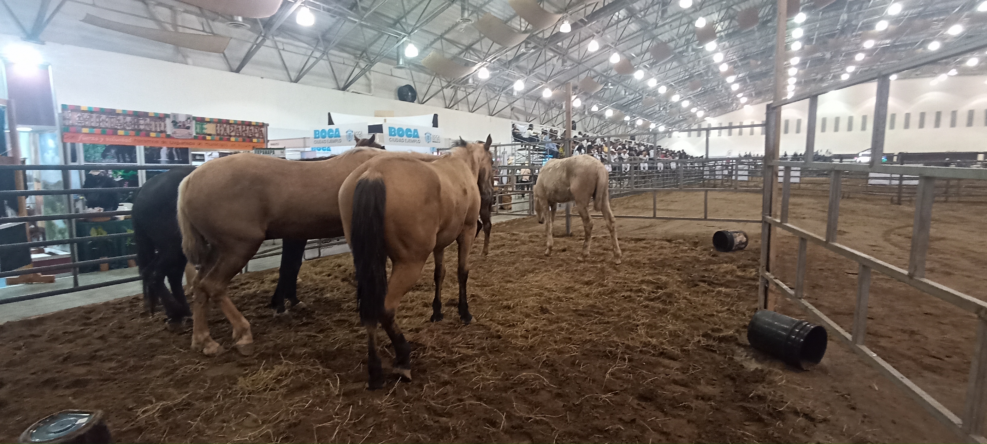 Anuncian operativos viales y de limpieza por cabalgata nacional en Veracruz puerto