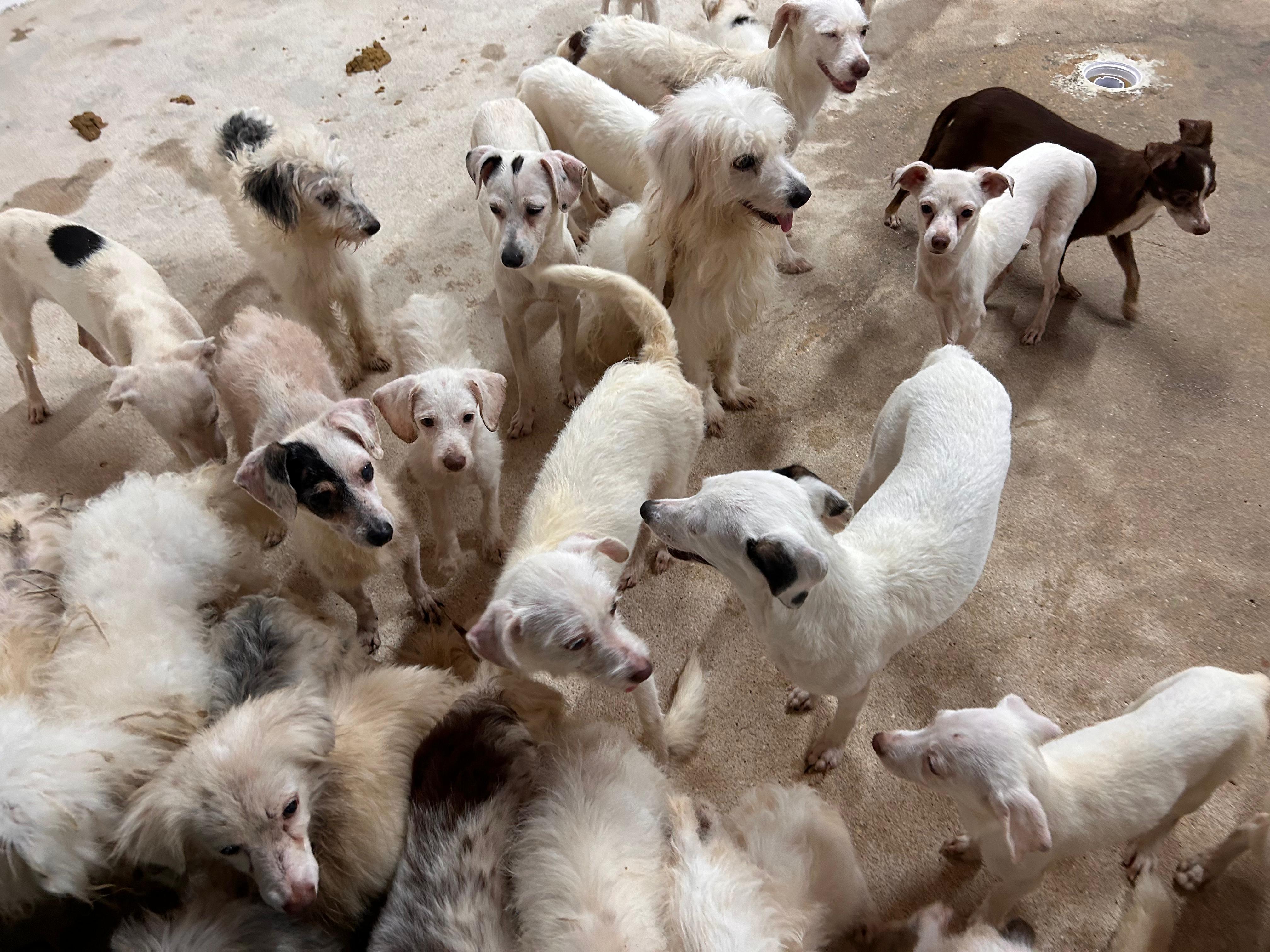 Rescatan 42 perros por maltrato en cateo en Coatzacoalcos