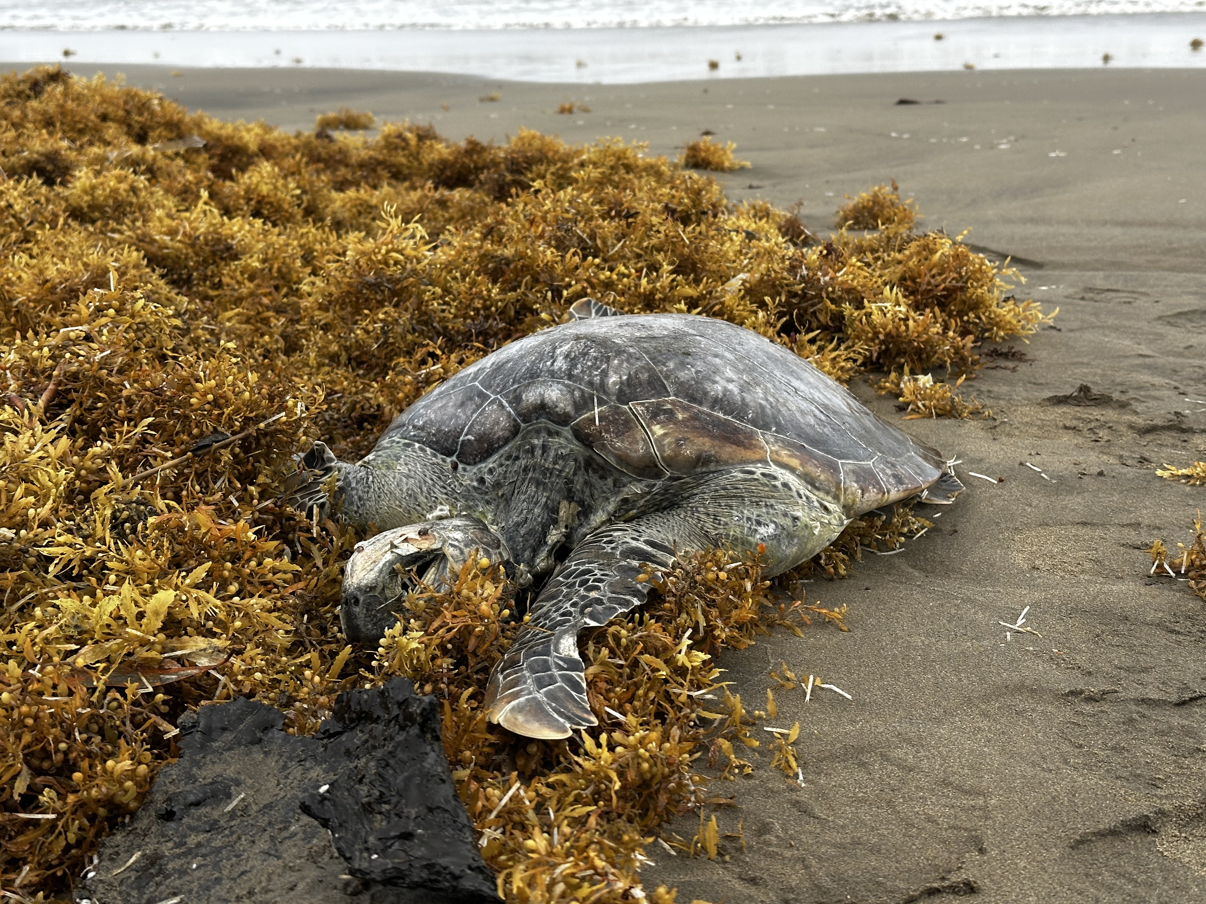 Derrame en Golfo deja 22 tortugas y delfines muertos