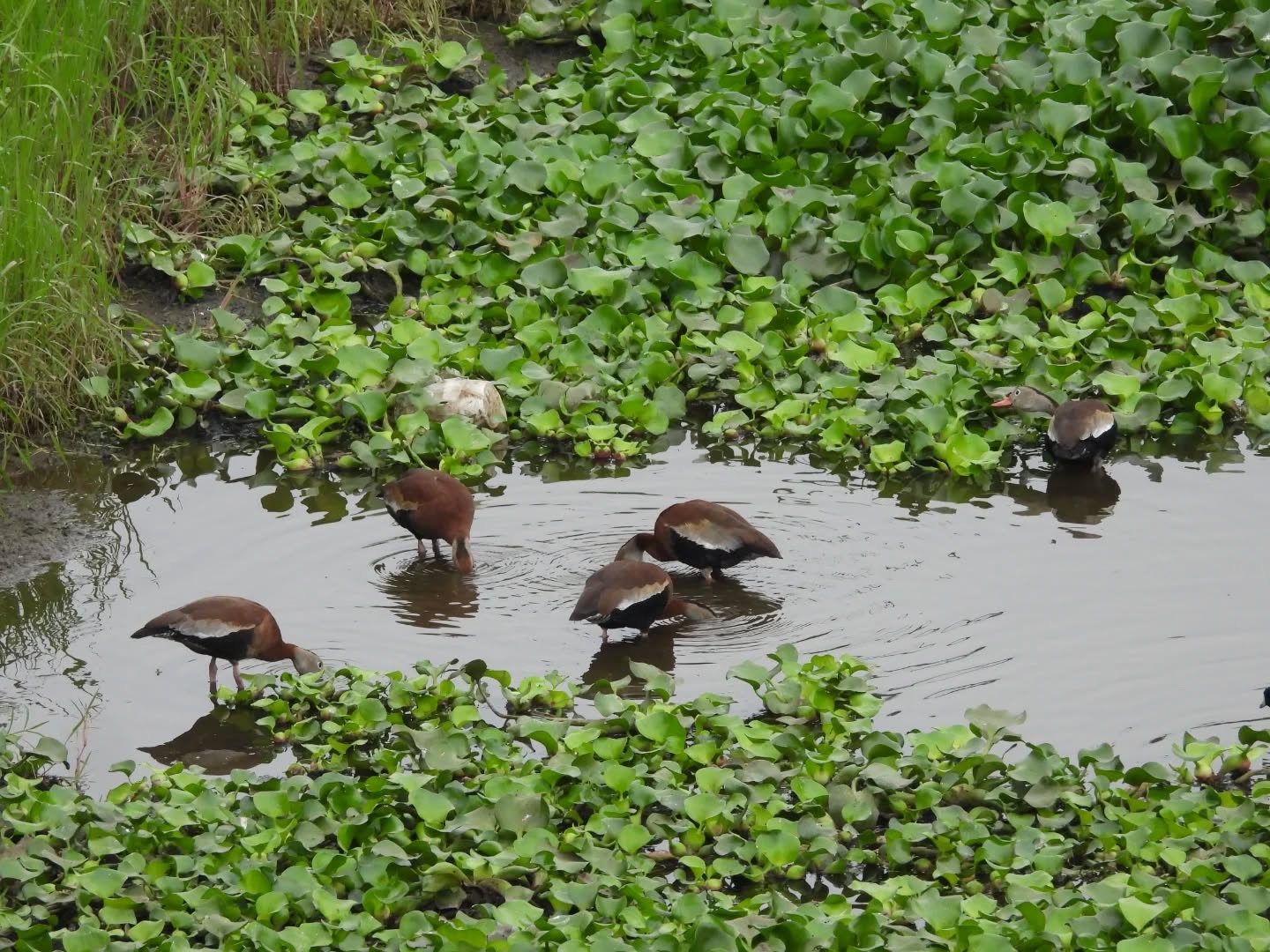 Juez ordena peritaje ambiental en humedal El Chirimoyo