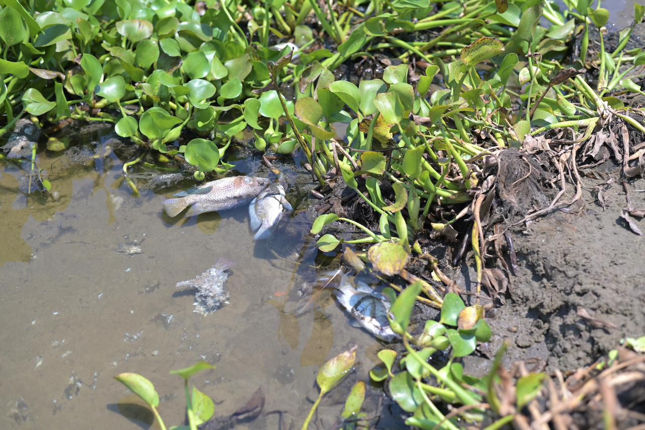 Investigan mortandad de peces en laguna Tarimoya