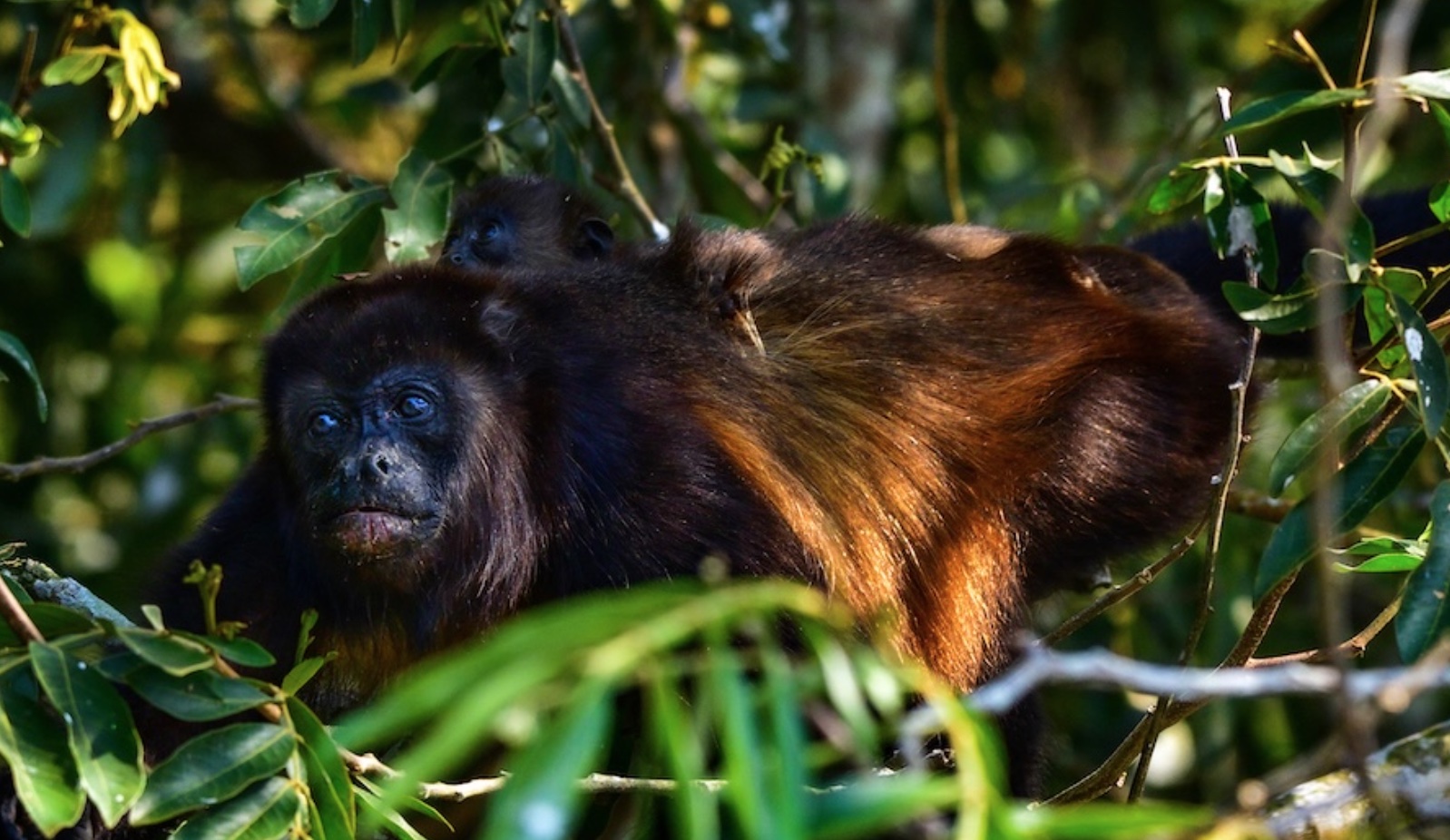 Del tráfico ilegal a la selva: científicos rescatan más de 200 monos en Veracruz