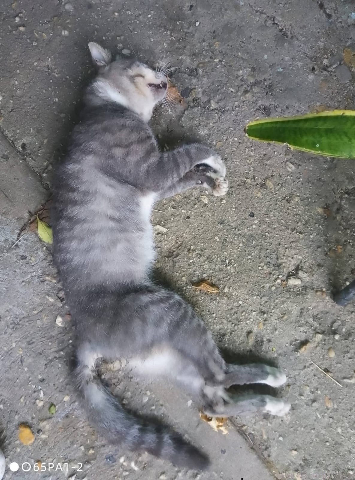 Envenenan a cinco gatos en fraccionamiento de Coatzacoalcos; tres murieron