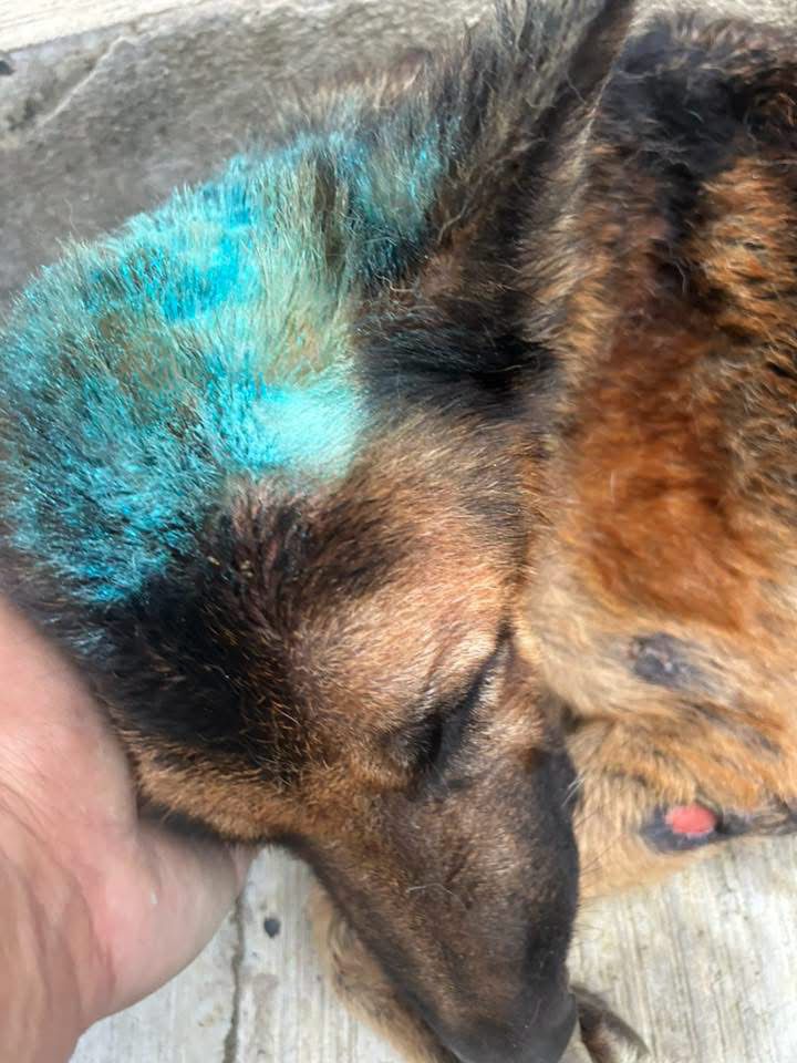 Continúa la alerta por casos de gusano barrenador en perros