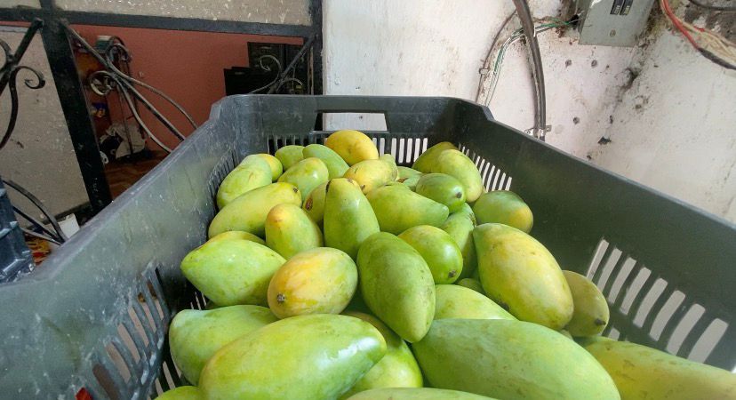 Mango en Veracruz: retrasan cosecha y prevén baja de precios