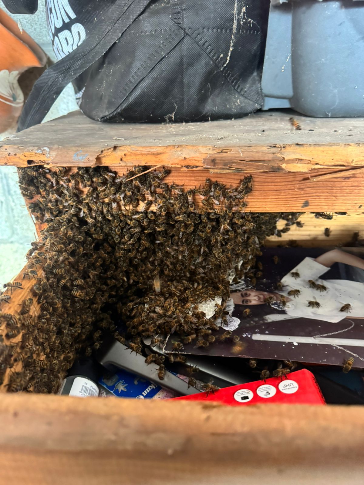 Abejas en Poza Rica migran a zonas urbanas por sequía