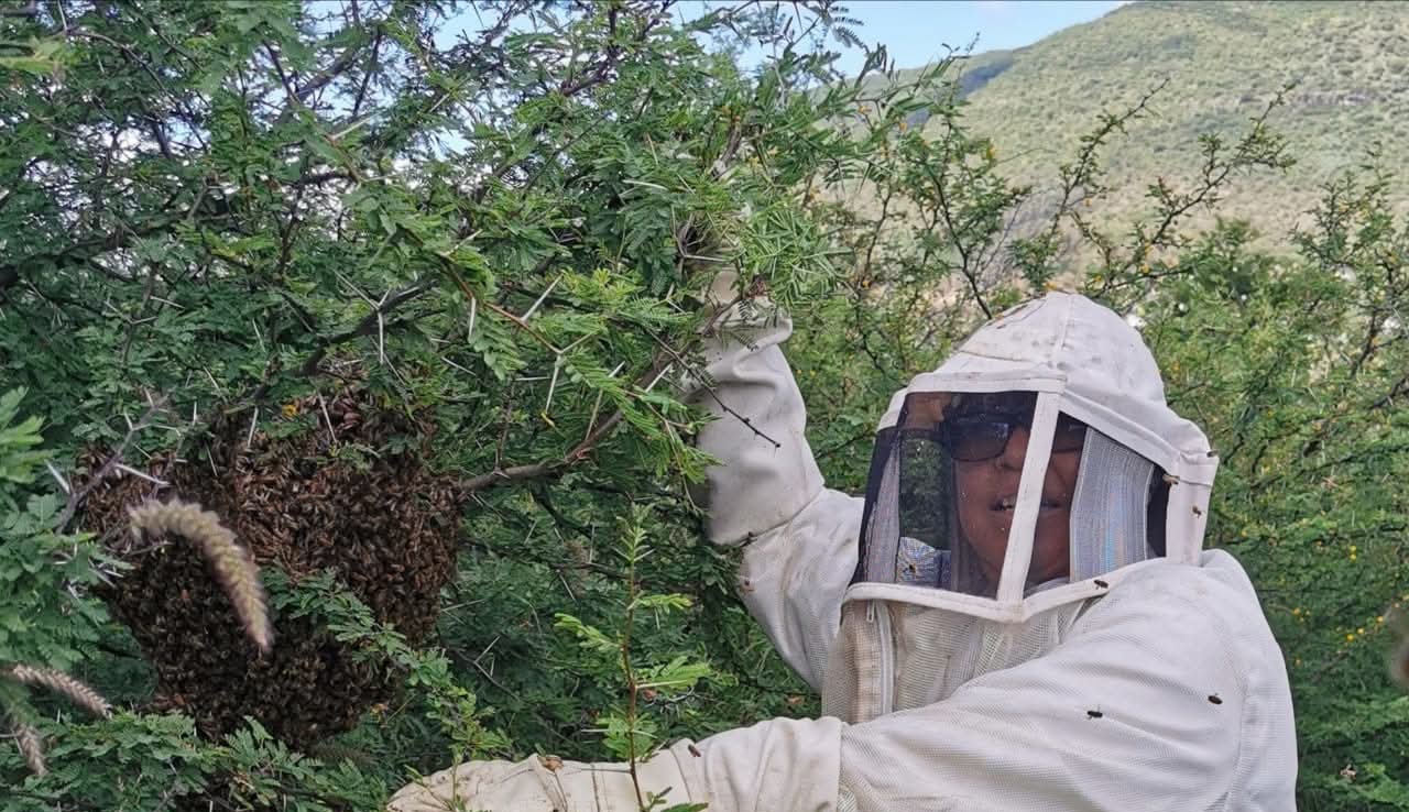 Recomiendan capacitar al personal de Protección Civil para atender emergencias por abejas africanizadas