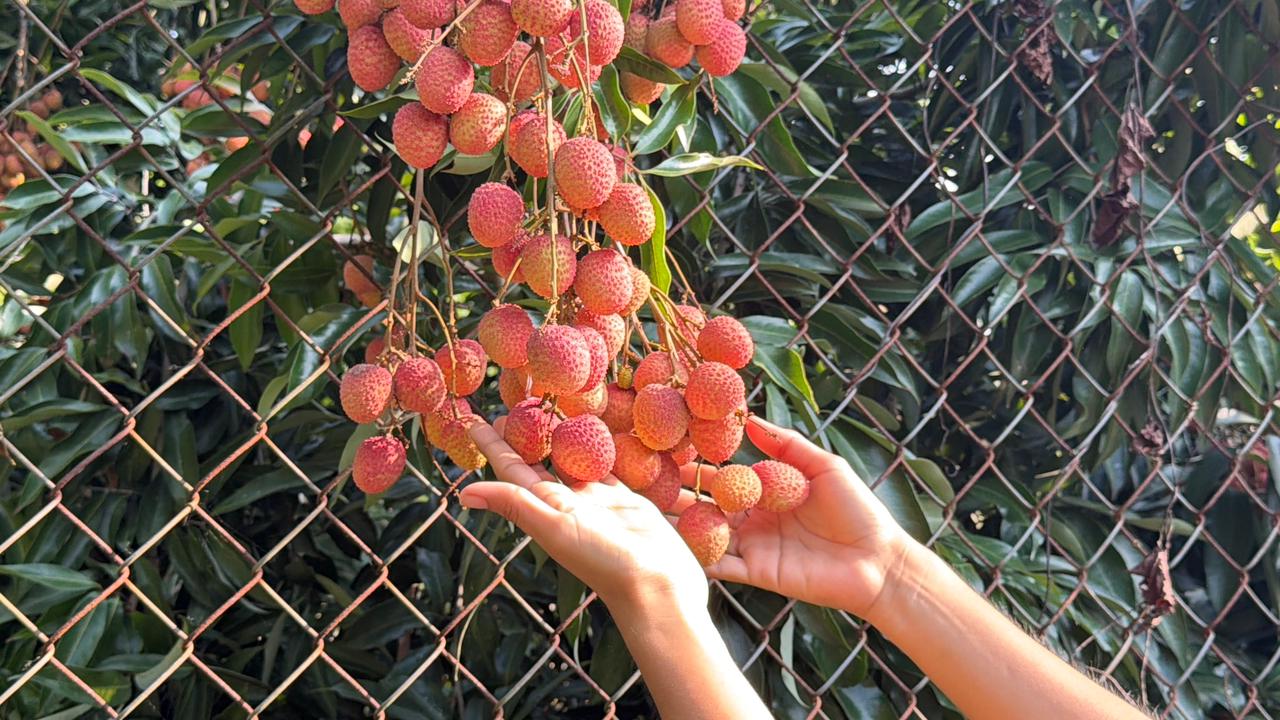 Lichi inicia temporada de cosecha y venta en Veracruz