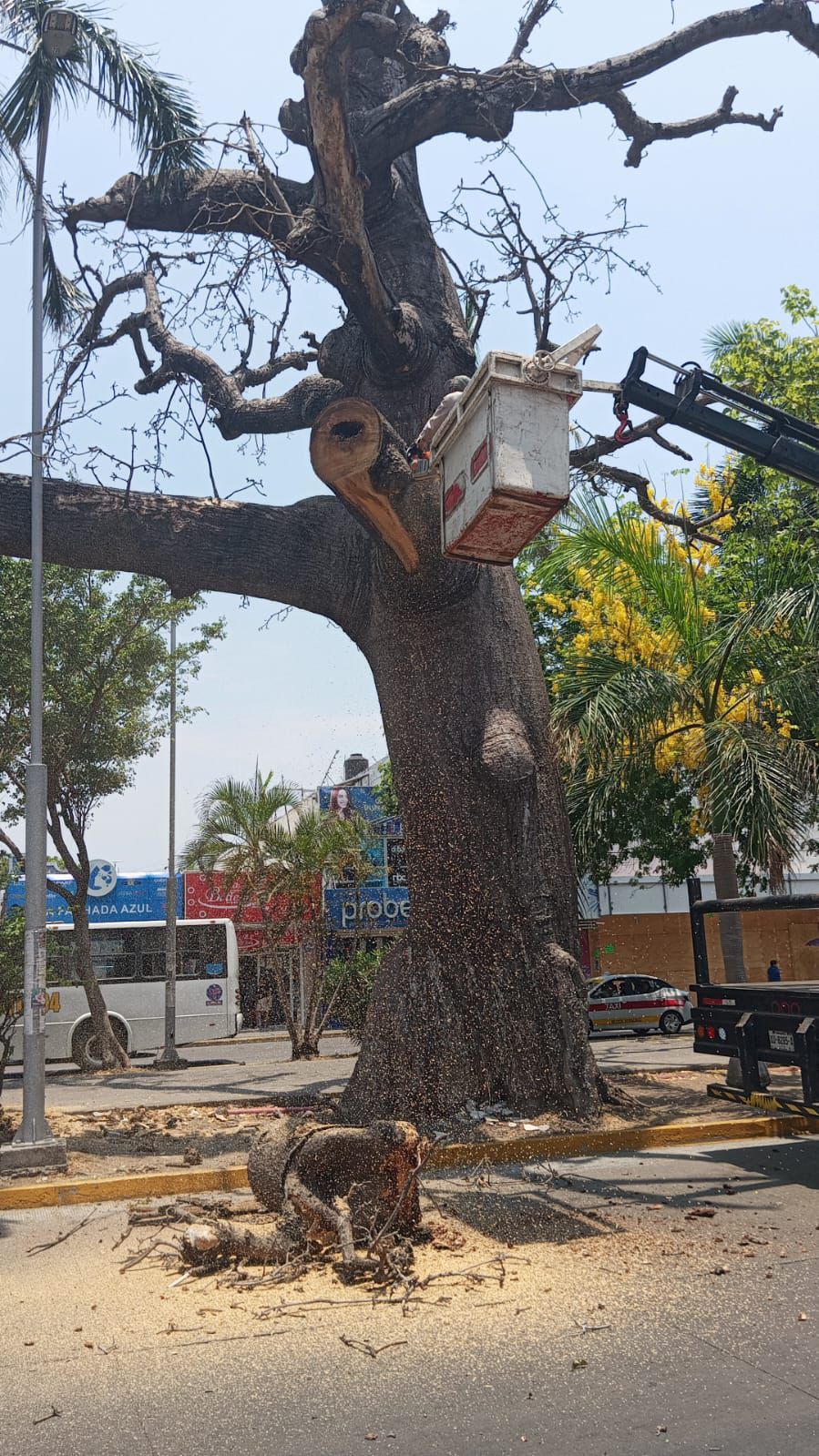 Retiro de antigua ceiba en el centro de Veracruz fue por deterioro estructural y riesgo para la población
