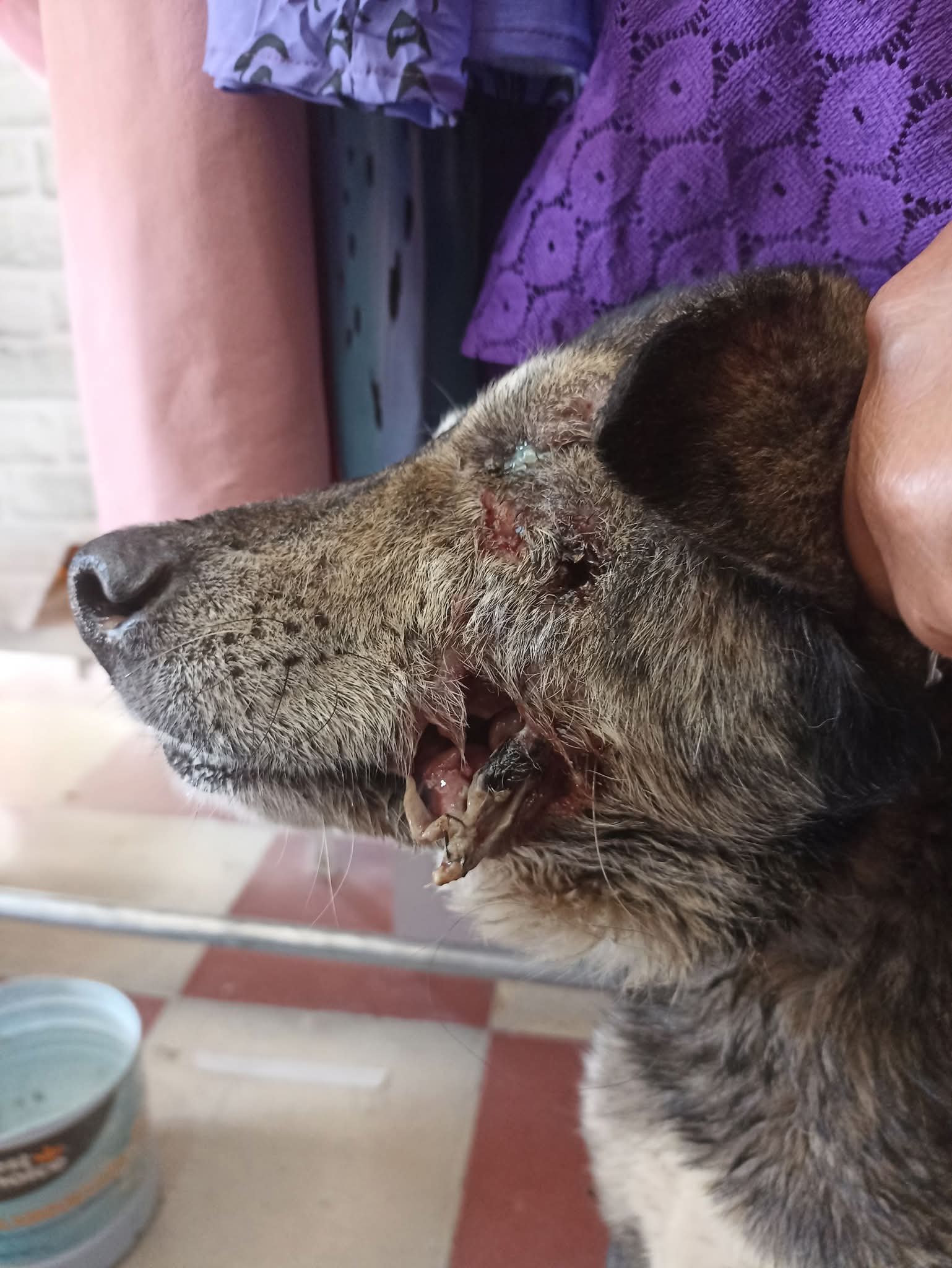 Denuncian omisión de autoridades municipales de Cosautlán para atender casos de gusano barrenador en perros