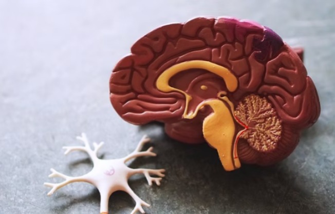 Esclerosis múltiple, enfermedad neurológica que afecta a más de 20 mil personas en México