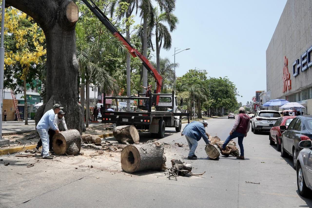 Confirma especialista presencia de hongos en ceiba retirada de la alameda de Díaz Mirón de Veracruz