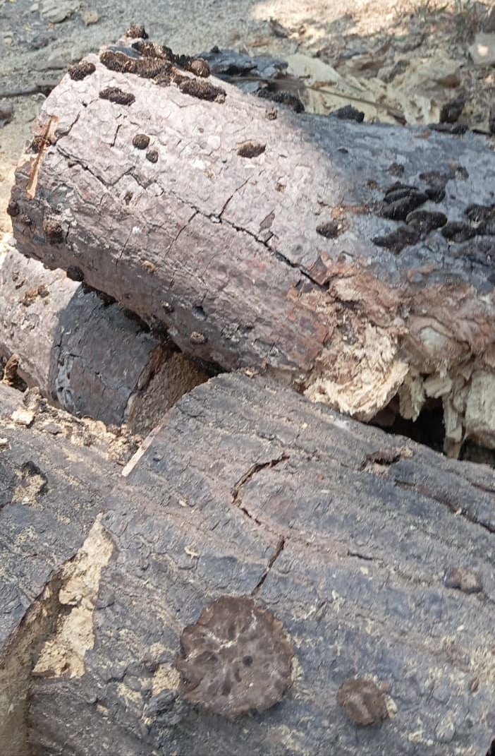 Se analizará el estado de los árboles de la avenida Díaz Mirón: alcaldesa de Veracruz