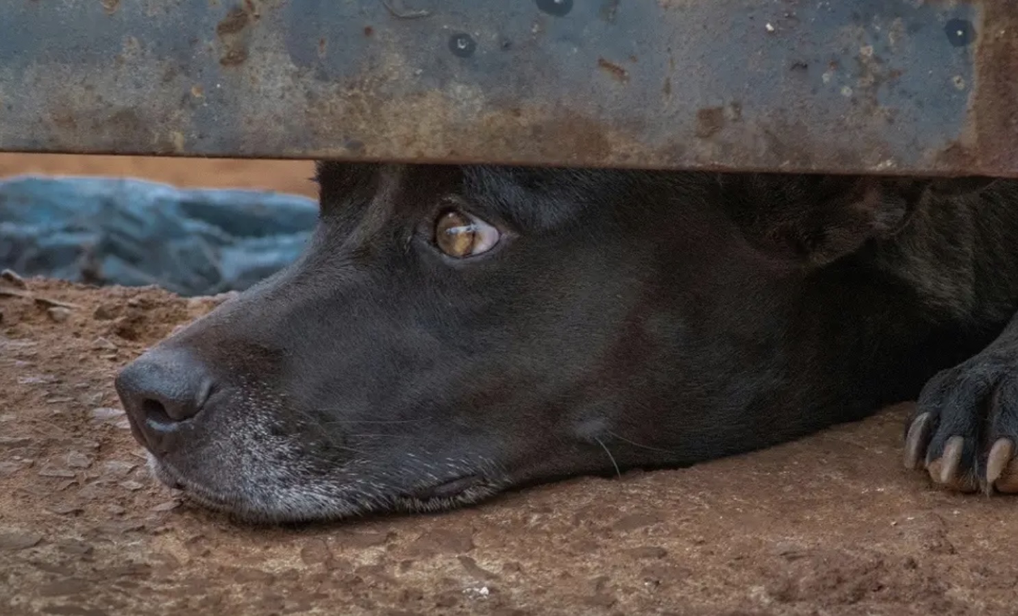 Veracruz recibe hasta 20 denuncias diarias por maltrato animal