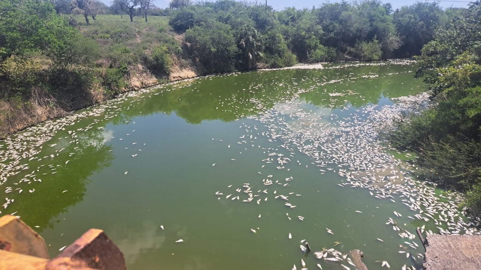 Mortandad de peces en Ozuluama suma tercer caso en 2026
