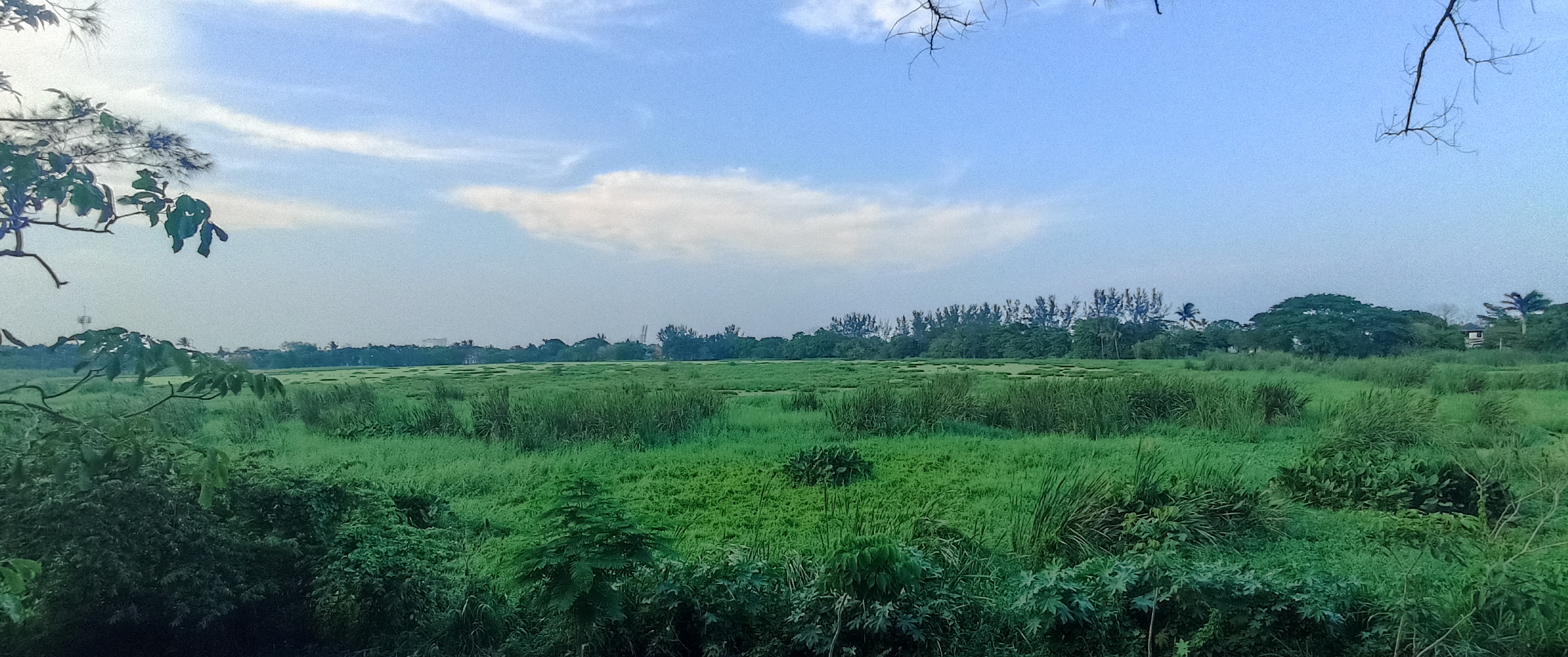 Luce llena de lirio acuático y maleza la laguna Lagartos de Veracruz a tres años de su limpieza