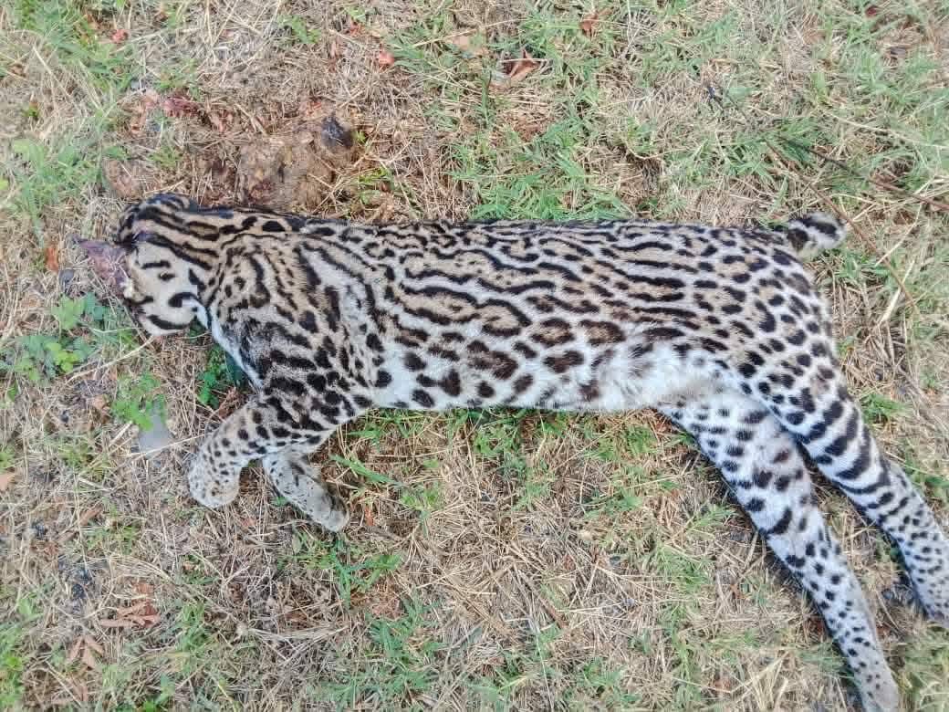Ocelote muere atropellado en autopista Cardel-Tuxpan