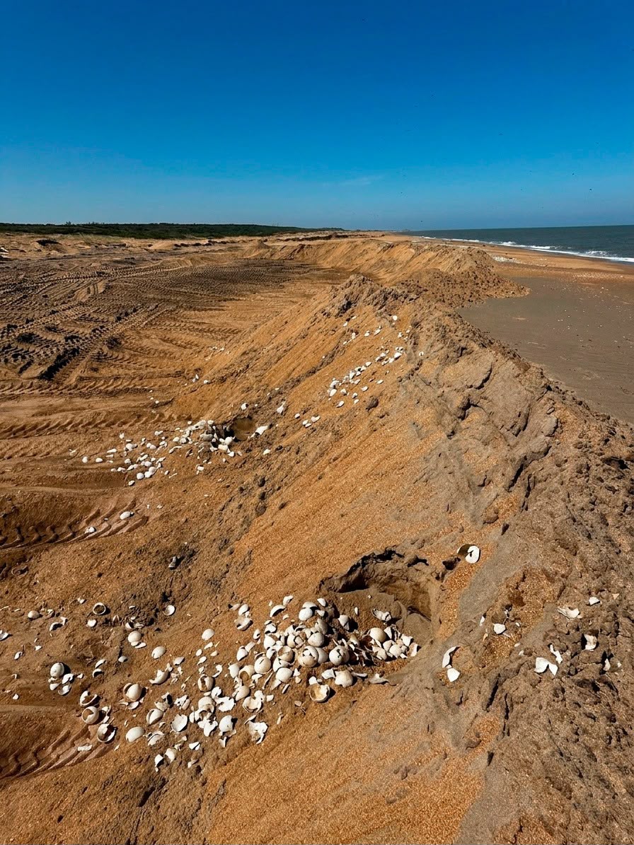 Denuncian destrucción de nidos y huevos de tortuga en playas de Alvarado