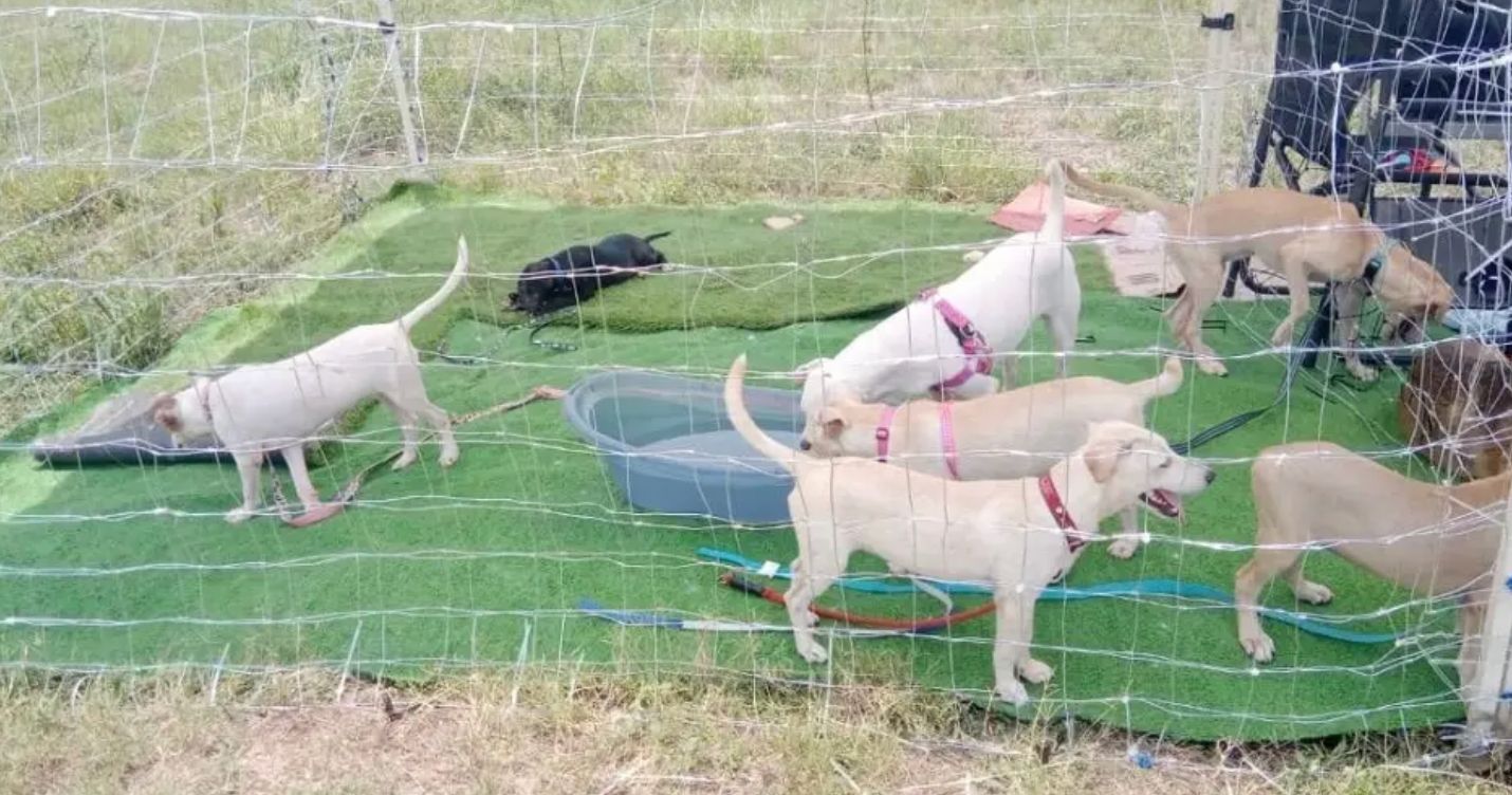 Bruno al Rescate tiene 26 perros disponibles para adopción responsable