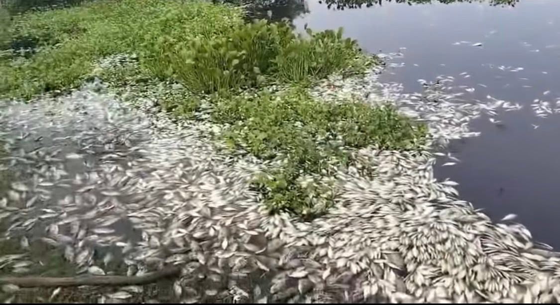 Mortandad de peces afecta la Cuenca del Papaloapan