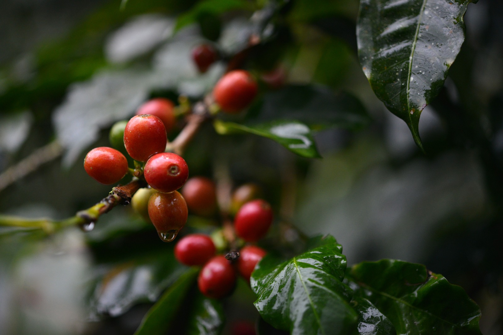 Café de Veracruz impulsa economía y conquista mercados globales