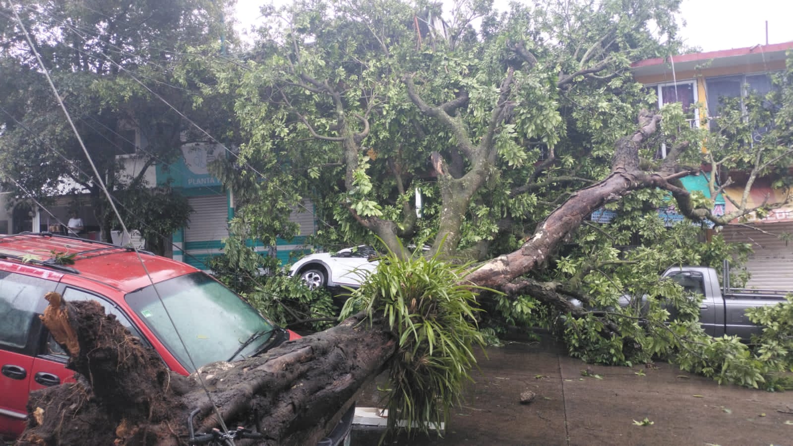 Árbol cae sobre vivienda y vehículos en colonia Progreso de Xalapa