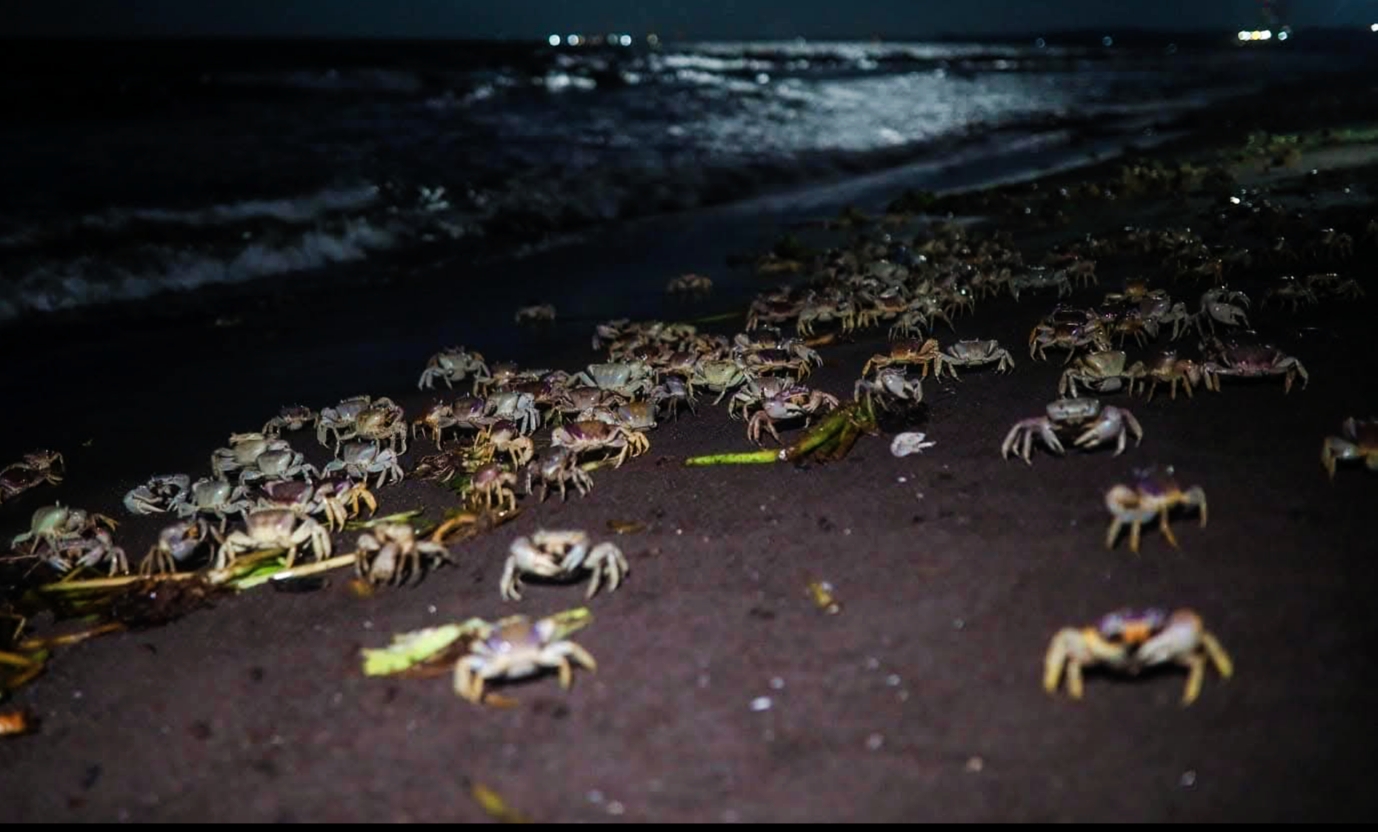El 70 % de individuos de cangrejo azul muere atropellado en Veracruz