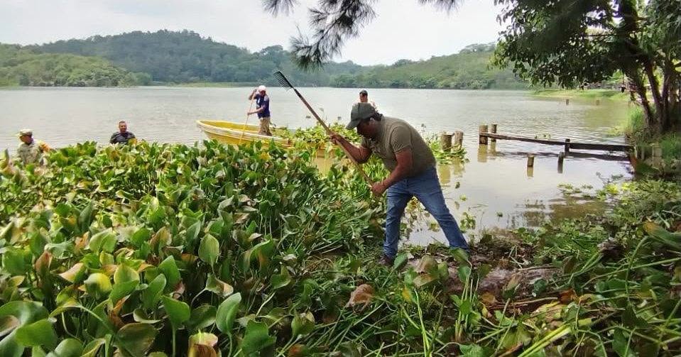 Retiran 30 metros cúbicos de lirio en la Laguna de El Castillo