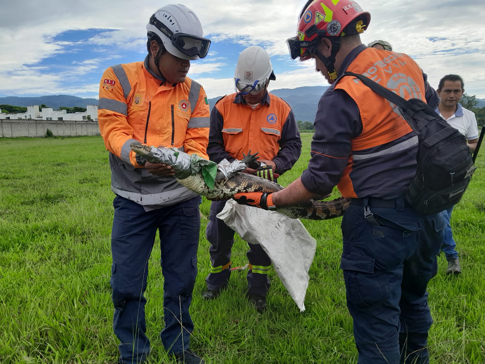 Cocodrilo de pantano es capturado en Córdoba tras alerta rural