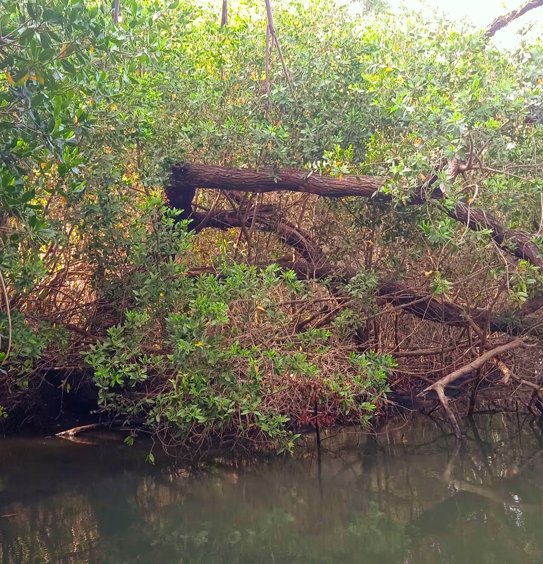 Sufre pérdida de su extensión la reserva ecológica de Arroyo Moreno