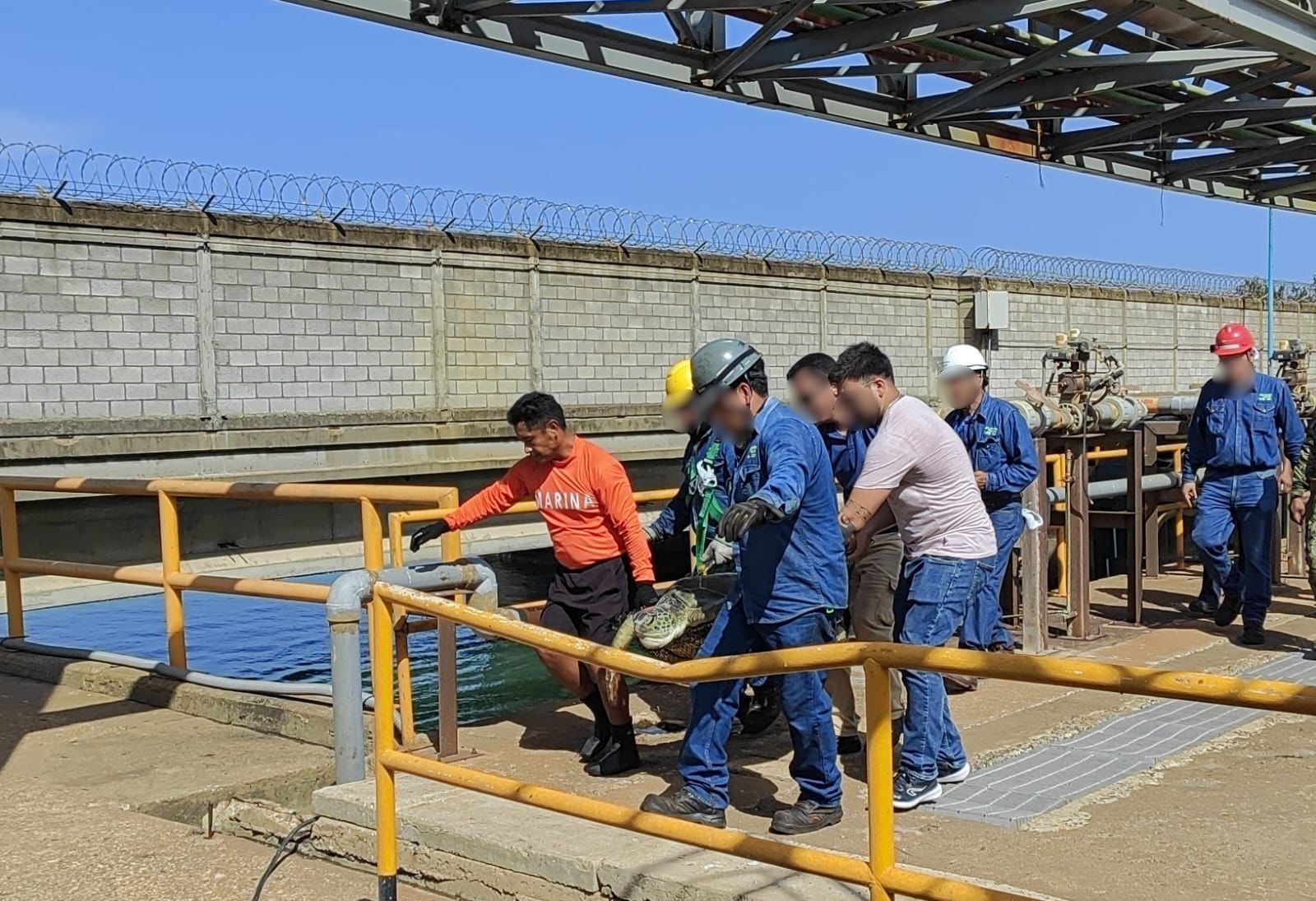 Rescatan en Tuxpan a tortuga atrapada en termoeléctrica