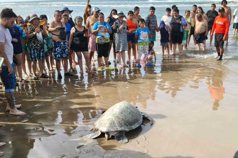 Tortuga verde es rescatada y liberada en costas de Tuxpan