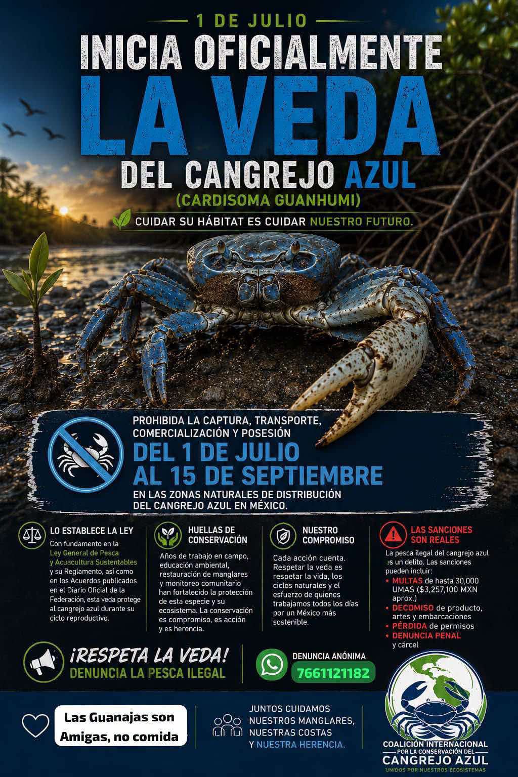Veda del cangrejo azul inicia en Veracruz y concluye septiembre