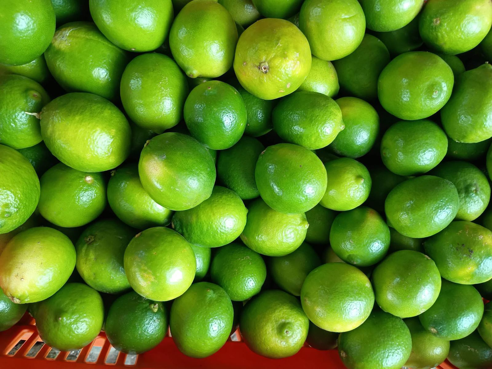 Se mantiene en tres pesos el precio del limón persa