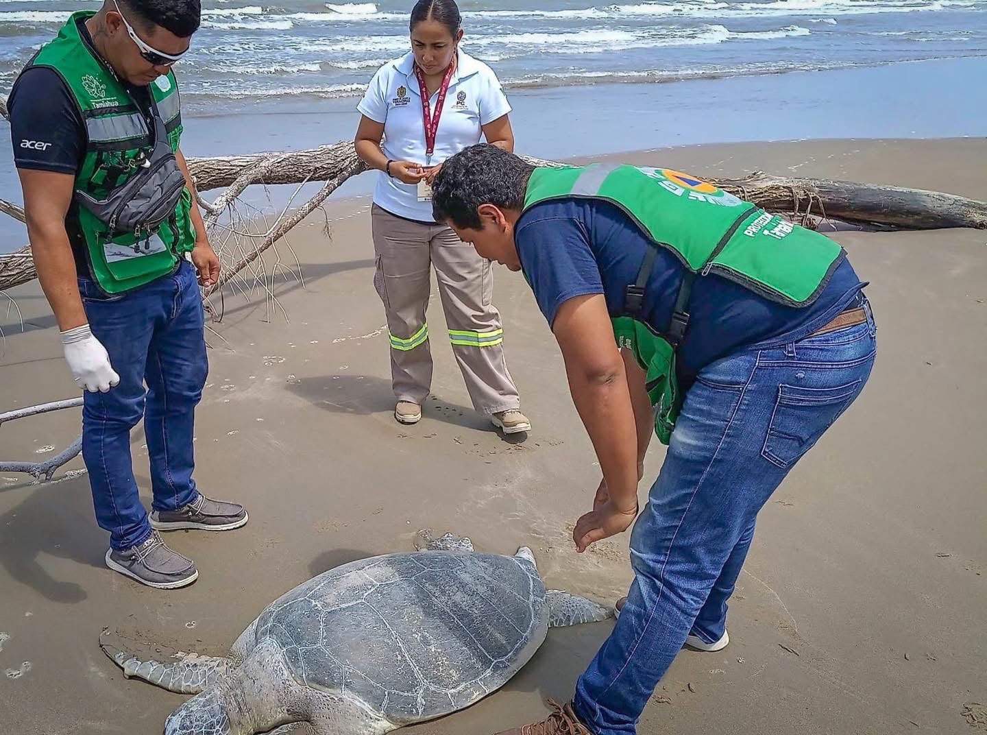 Hallan tortuga marina sin vida en playa de Tamiahua, Veracruz