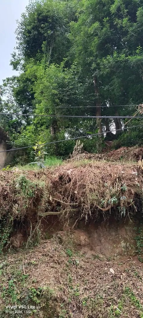 Árboles en riesgo amenazan viviendas en colonia 9 de Abril de Xalapa
