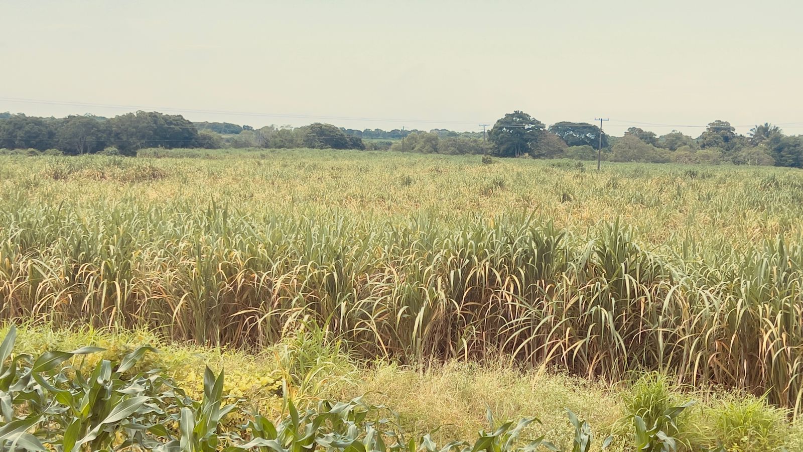 Amarillamiento de caña afecta 10 mil hectáreas en Veracruz