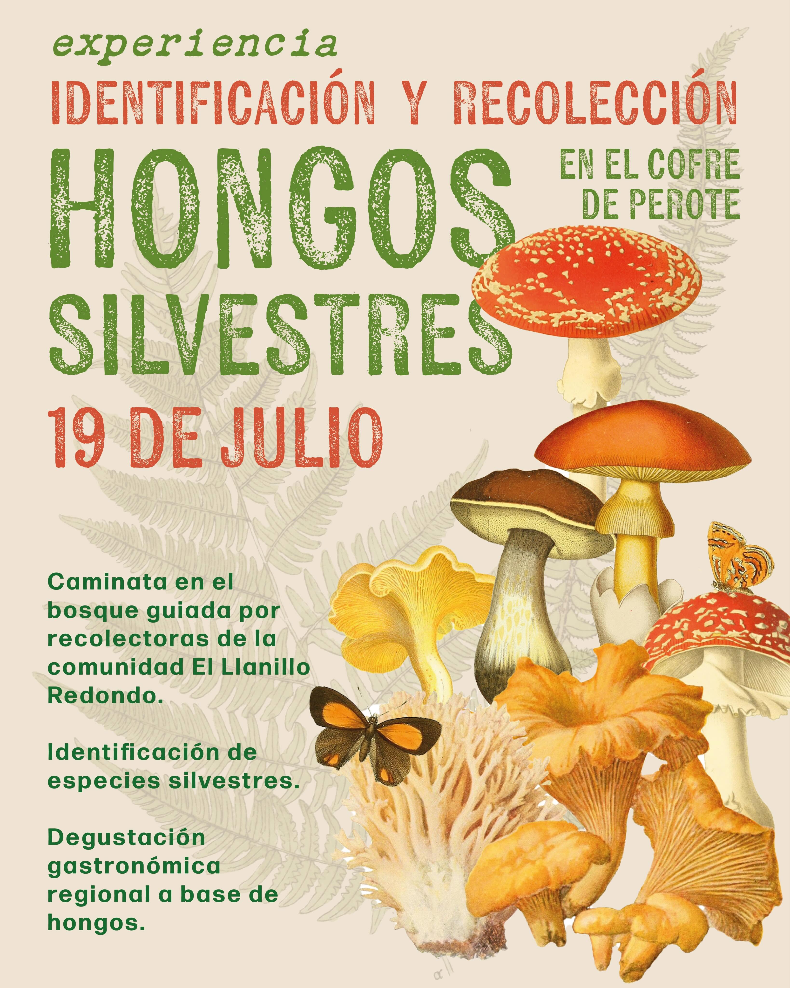 Invitan a recorrer el Cofre de Perote en busca de hongos silvestres