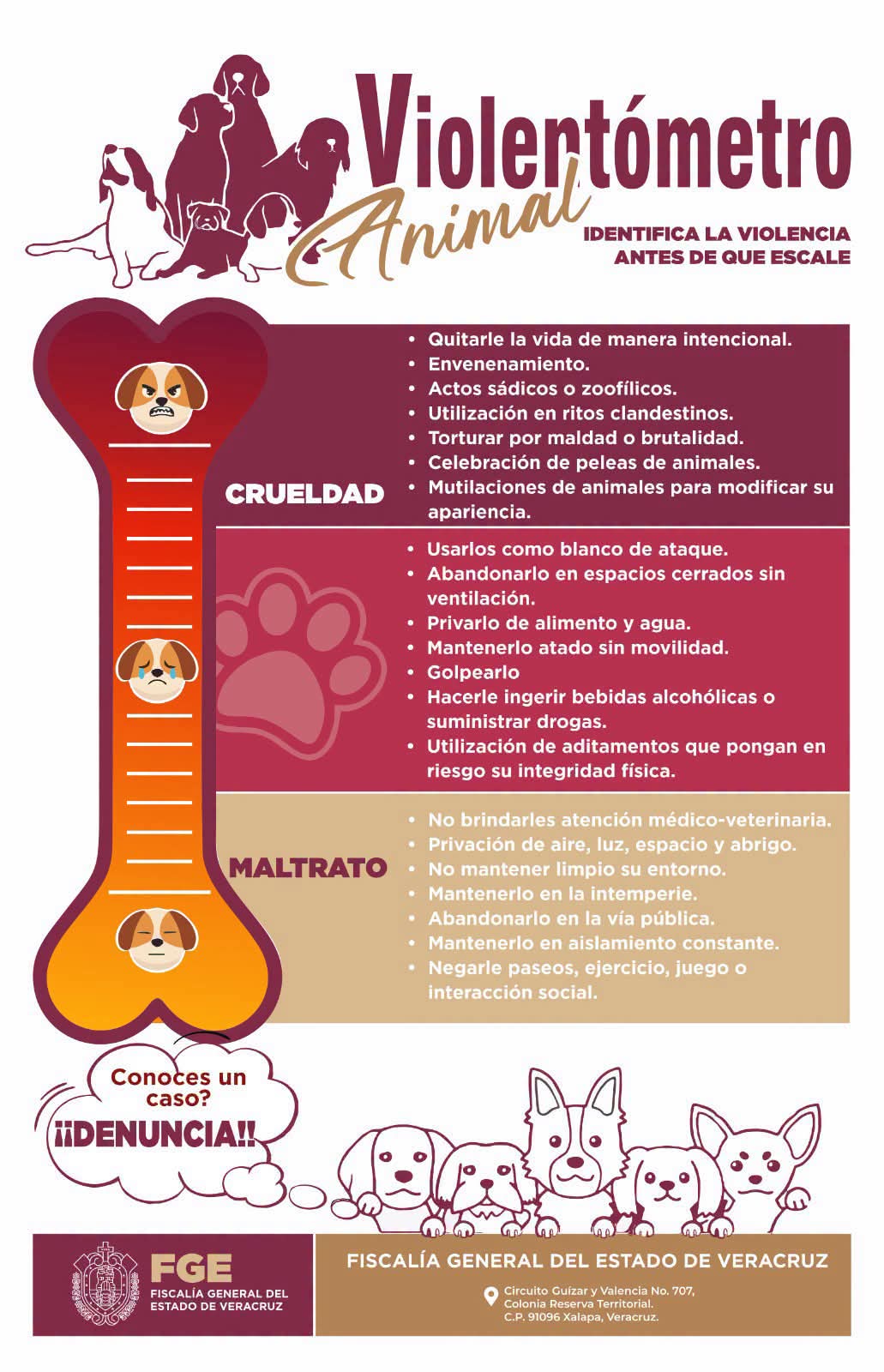 ¿Cuándo el descuido se vuelve maltrato animal? Aquí las señales