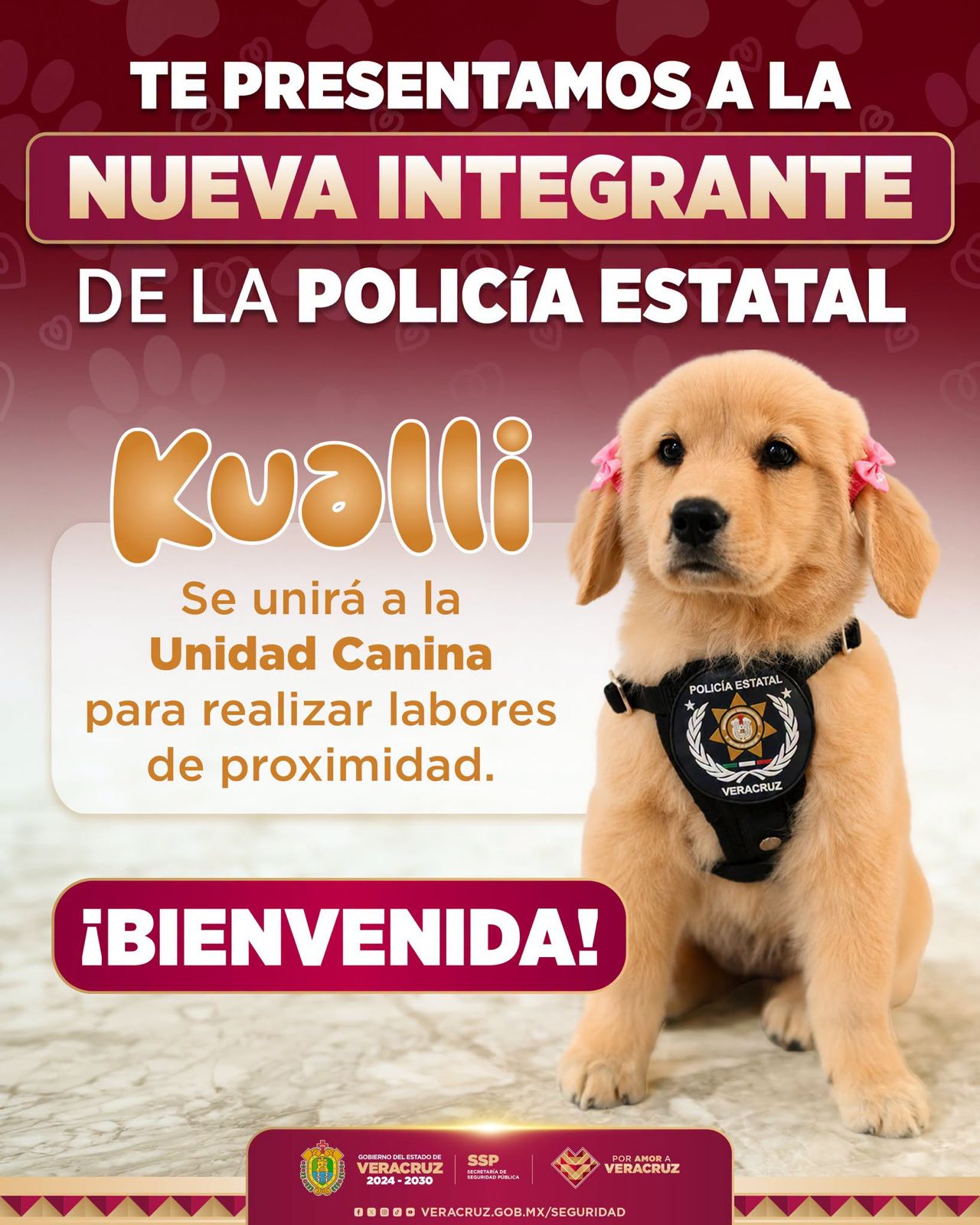 Presentan a Kualli, la nueva integrante de la Unidad Canina de la Policía Estatal de Veracruz