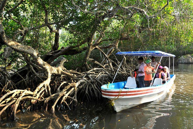 Mandinga perdió 71.4 hectáreas de manglar en 23 años