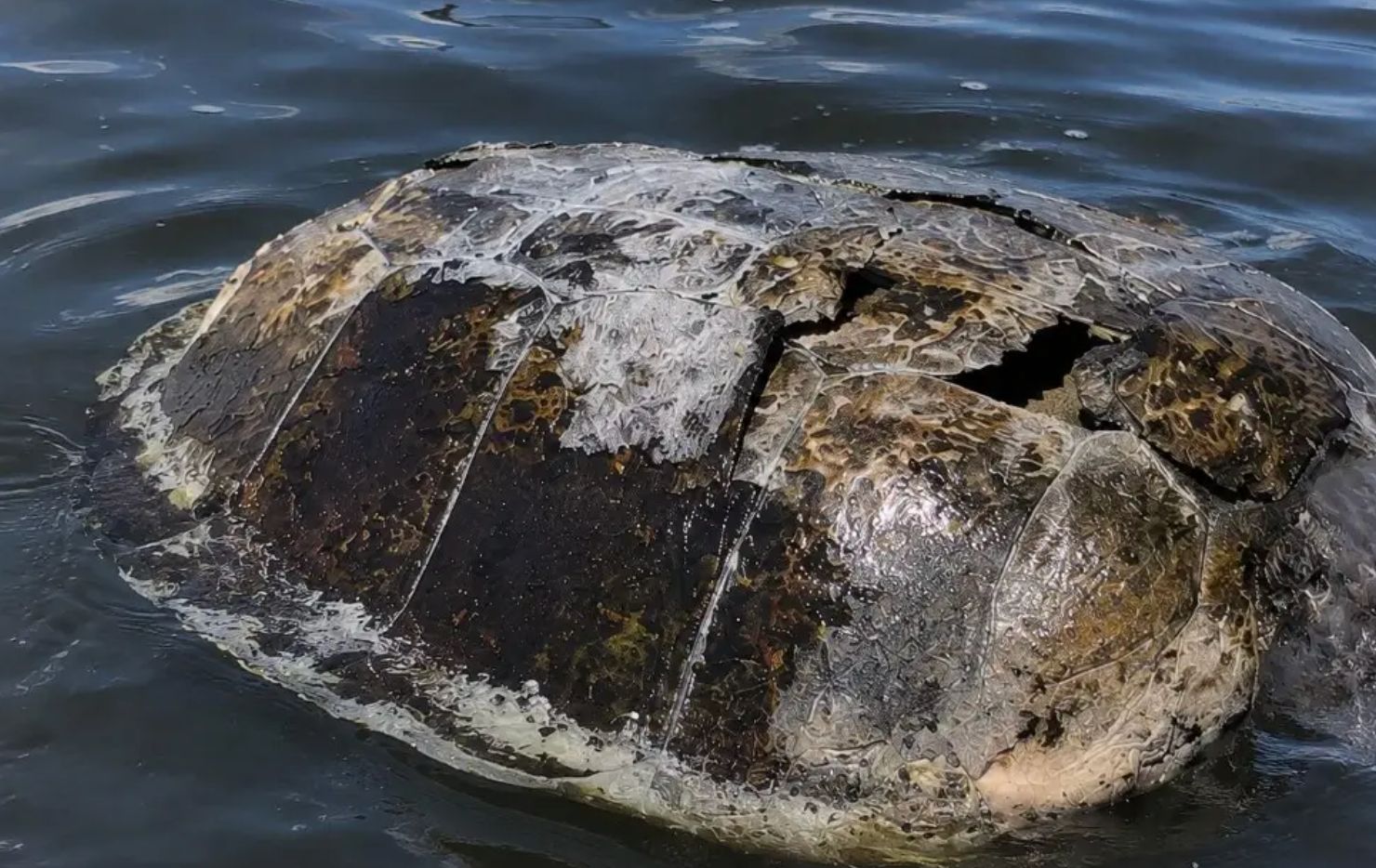 Hallan tortuga marina sin vida frente a Costa Verde, en Boca del Río