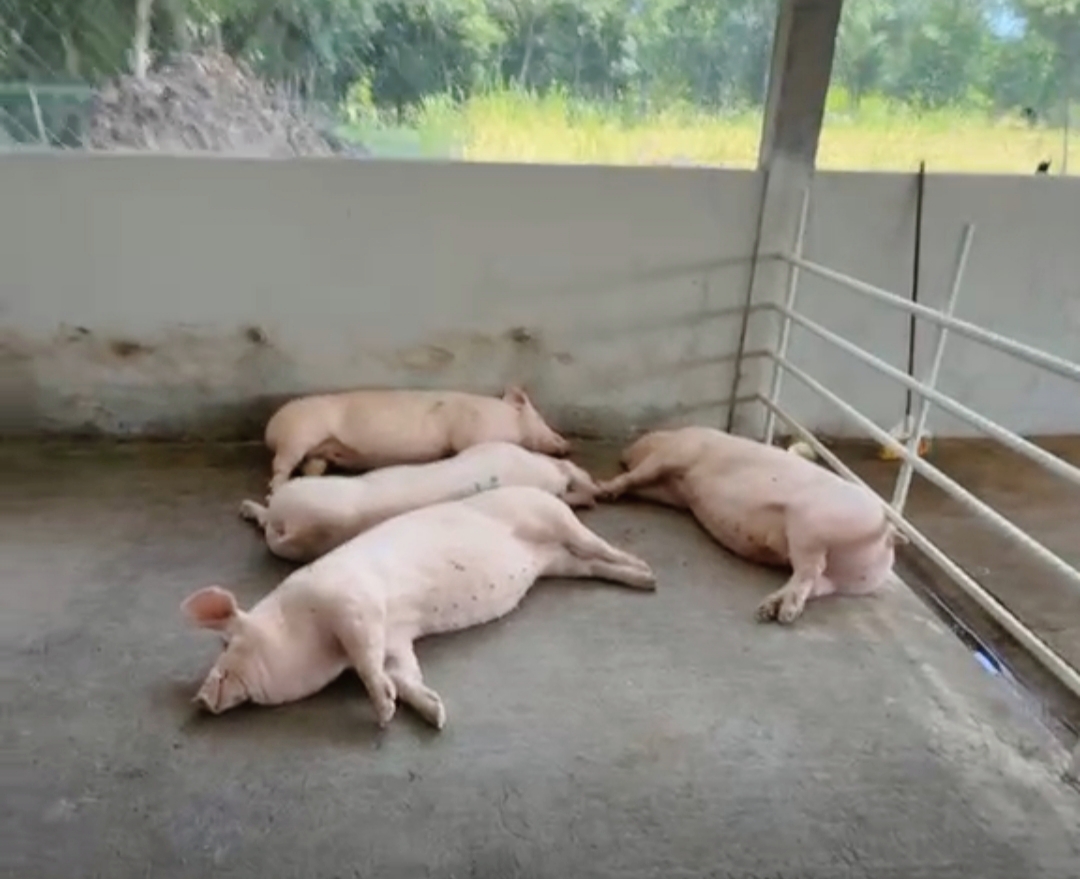Se importa más del 50% de la carne de cerdo que se consume en el país: AVP