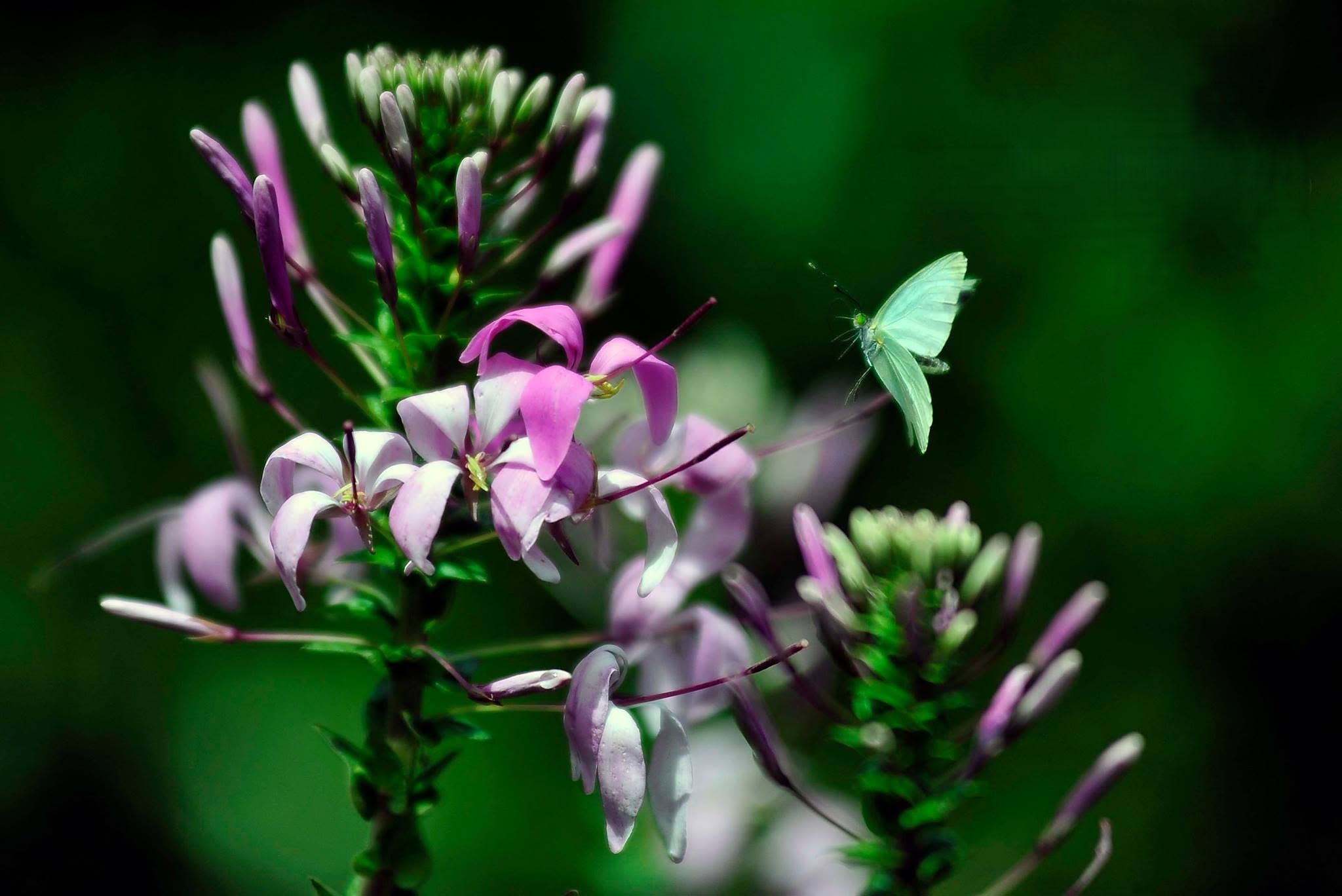 Jardín Botánico Clavijero, el pulmón verde de Xalapa que resguarda la riqueza natural de Veracruz