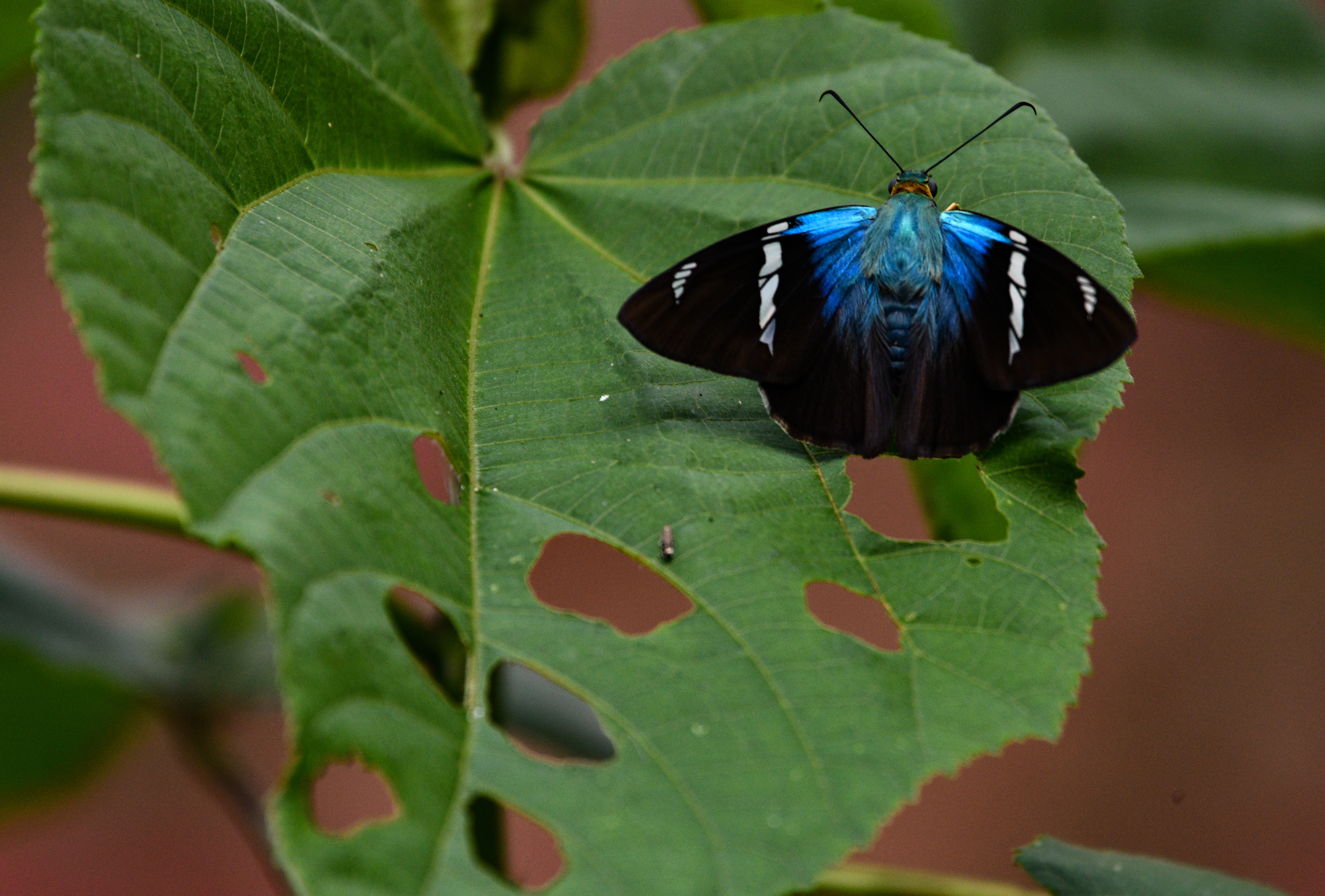 Veracruz, hogar de casi 3 mil especies de mariposas