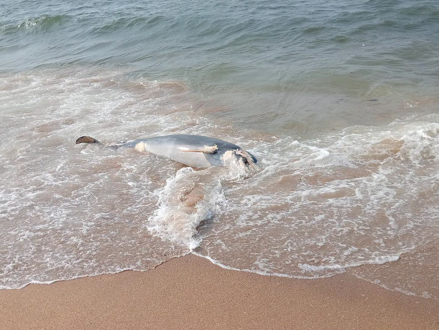 Hallan delfín muerto en playa de Villa Allende, en Coatzacoalcos