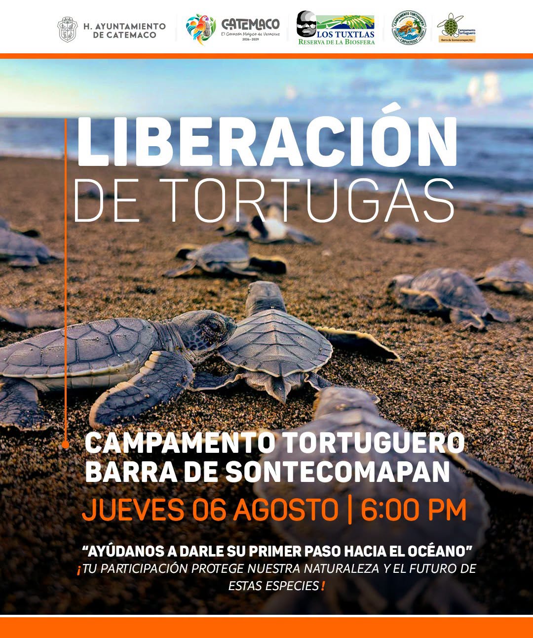 Invitan en Catemaco a liberar tortugas marinas en Sontecomapan