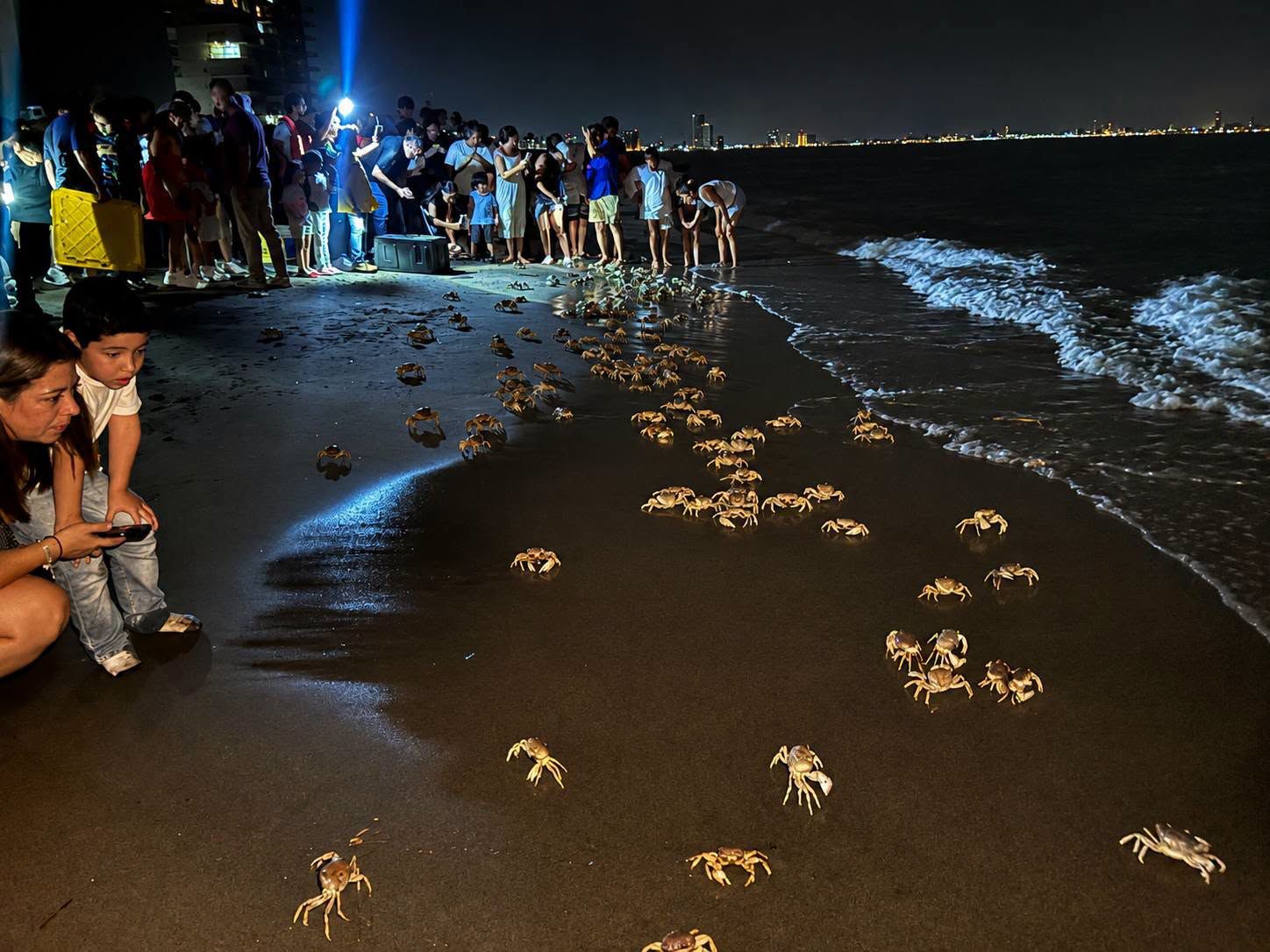 Rescatan 728 cangrejos azules en playas de Alvarado