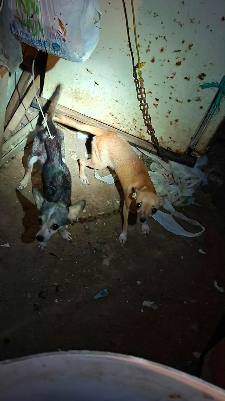 Resguardan a dos caninas tras reporte por presunto maltrato animal